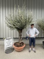 Gnarled Olive tree bonsai bowl