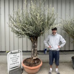 Gnarled Olive tree bonsai bowl