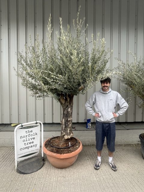 Gnarled Olive tree bonsai bowl