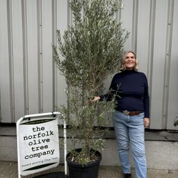 Olea europaea 