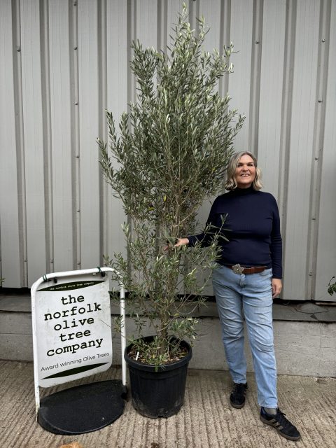 IMG_4493 Olea europaea