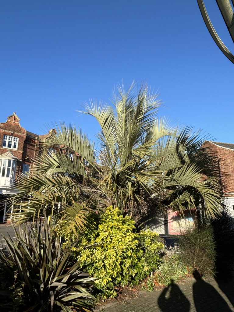 Palm Trees Norfolk
