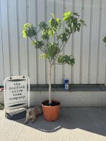 Goutte d’Or Fig Tree