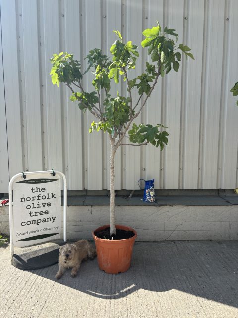 Goutte d’Or Fig Tree