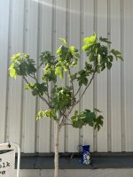 Goutte d’Or Fig Tree