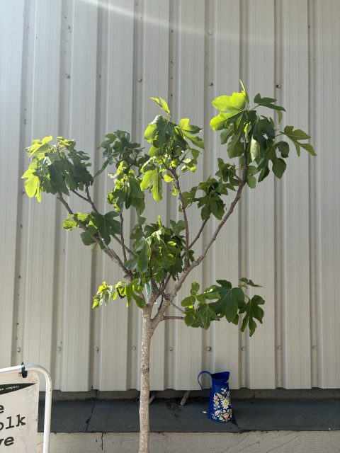 Goutte d’Or Fig Tree