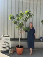 Goutte d’Or Fig Tree