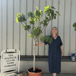 Goutte d’Or Fig Tree