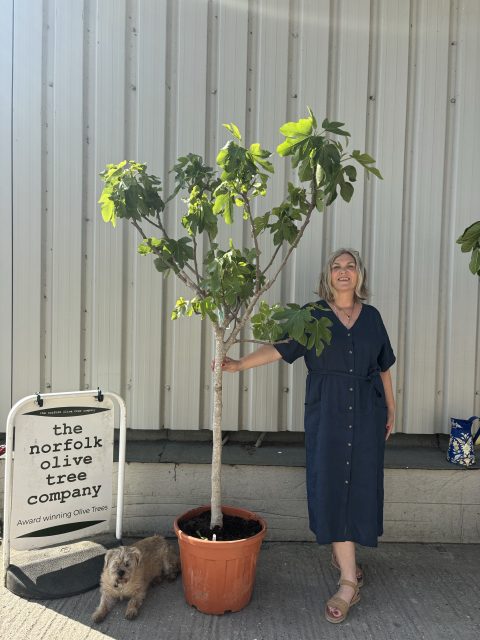 Goutte d’Or Fig Tree