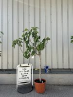 Goutte d’Or Fig Tree
