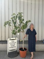 Goutte d’Or Fig Tree