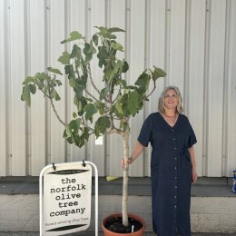 Goutte d’Or Fig Tree