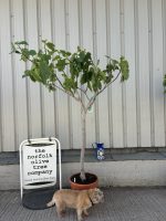 Goutte d’Or Fig Tree