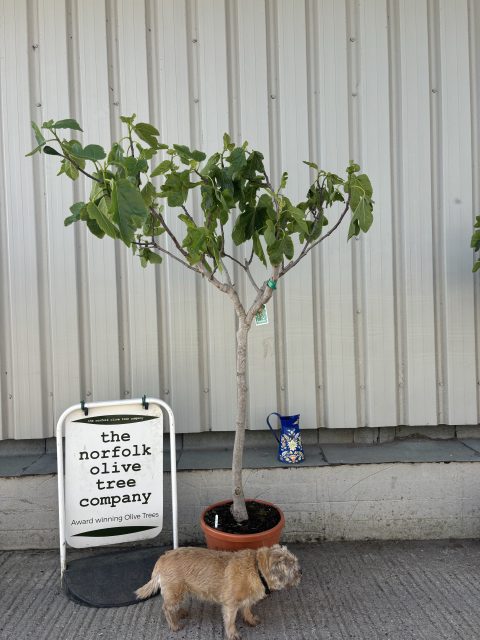 Goutte d’Or Fig Tree