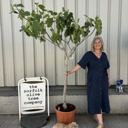 Goutte d’Or Fig Tree - delivery included.