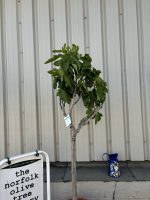 Fig Tree U.K.