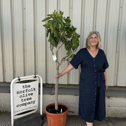 Fig Tree U.K.