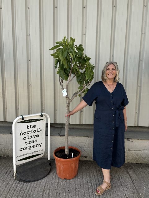 Fig Tree U.K.