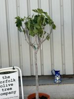 Fig Tree U.K.
