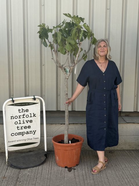 Fig Tree U.K.