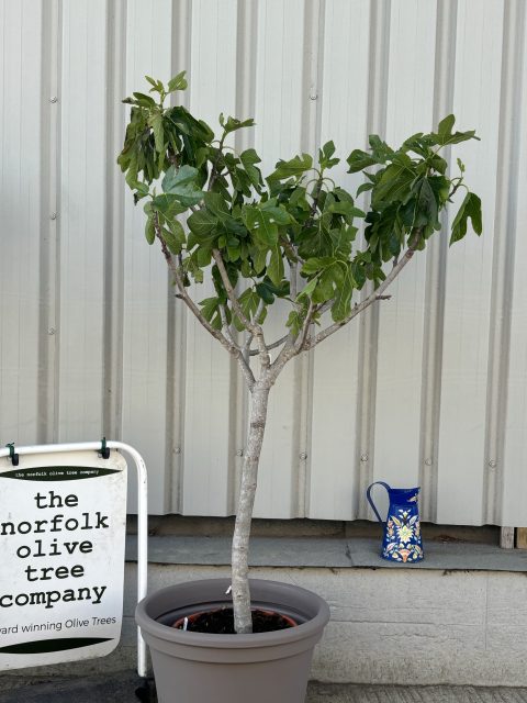 Fig Tree U.K.