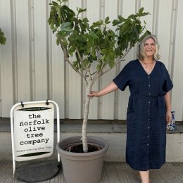 Fig Tree U.K.