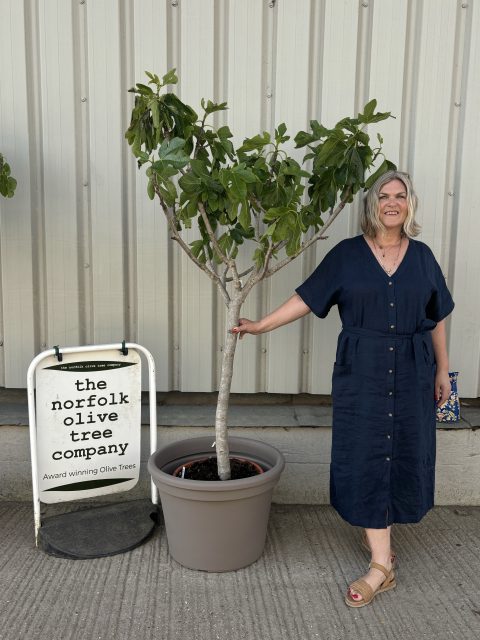 Fig Tree U.K.