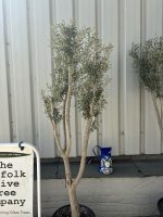Multi-stem Olive tree
