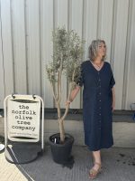Multi-stem Olive tree