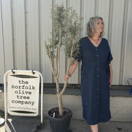 Multi-stem Olive tree