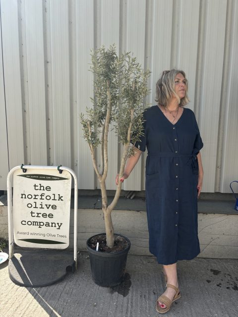 Multi-stem Olive tree