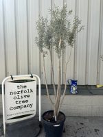 Multi-stem Olive tree