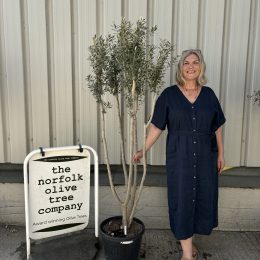Multi-stem Olive tree