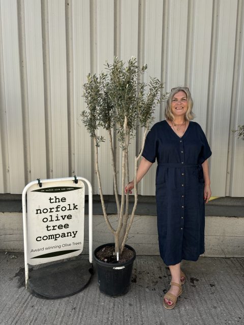 Multi-stem Olive tree