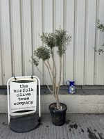 Multi-stem Olive tree