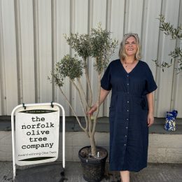 Multi-stem Olive tree. Free delivery.