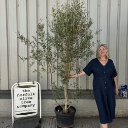 Olea europaea 