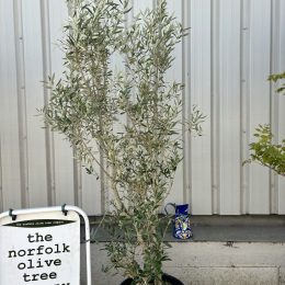 Olea europaea ‘Cipressino’