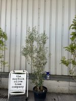 Olea europaea 