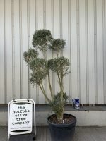 Pom-Pom Shaped Olive Tree