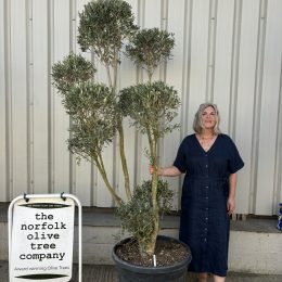 Pom-Pom Shaped Olive Tree