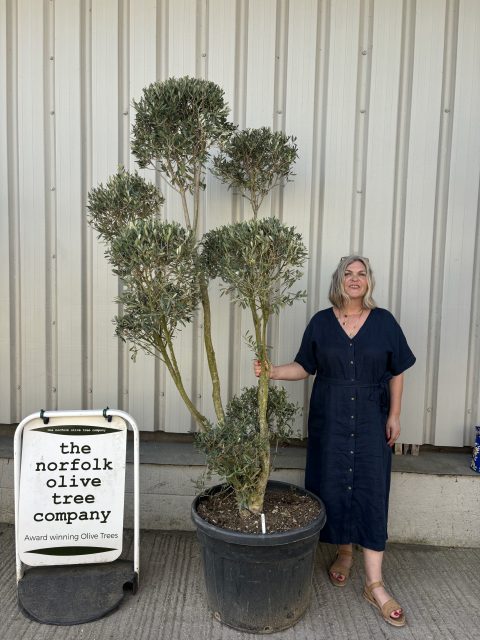 Pom-Pom Shaped Olive Tree