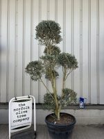 Pom-Pom Shaped Olive Tree