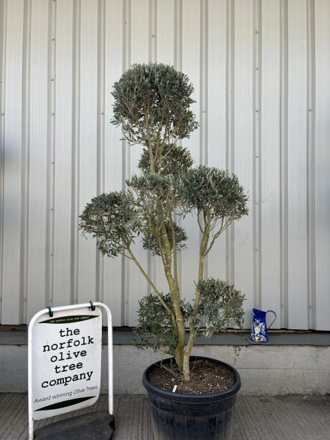Pom-Pom Shaped Olive Tree