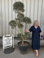 Pom-Pom Shaped Olive Tree