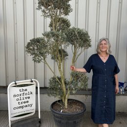 Pom-Pom Shaped Olive Tree