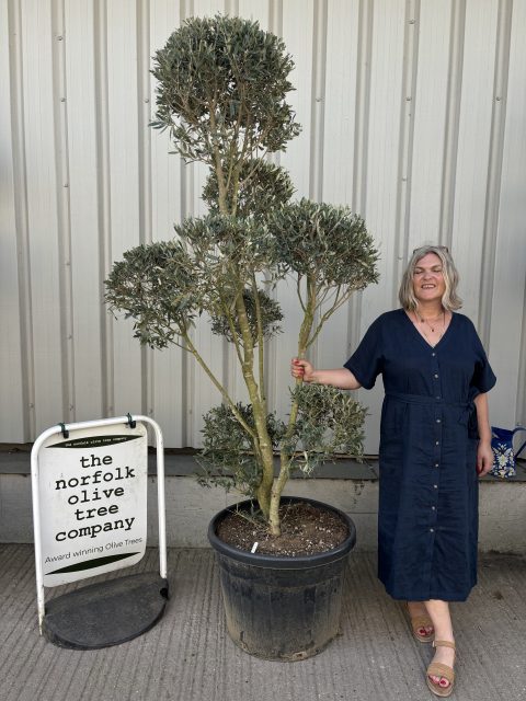 Pom-Pom Shaped Olive Tree