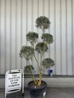 Pom-Pom Shaped Olive Tree
