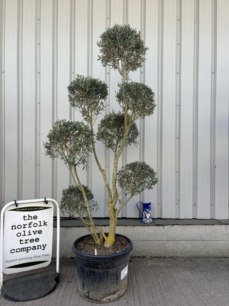 Buying an Olive Tree Online