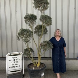 Pom-Pom Shaped Olive Tree